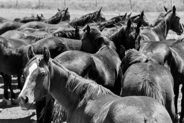_DSC7515 copy B&W